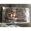 High Quality Seafood Frozen Fish Argentina Squid